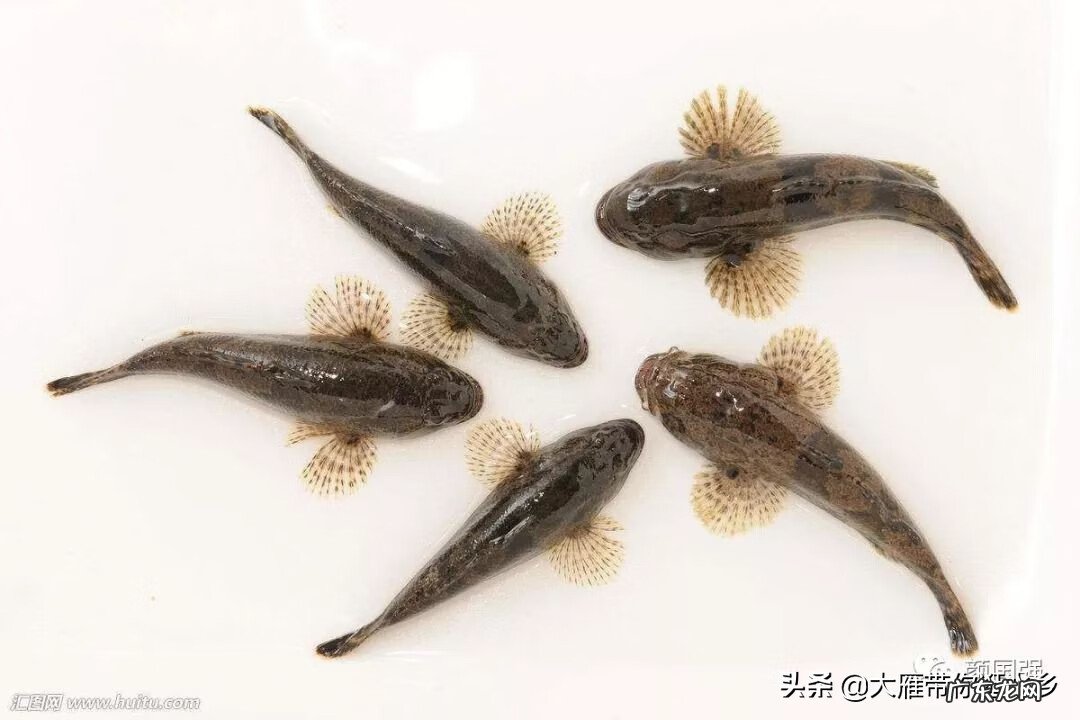 谁说虎头鲨好养 养虎头鲨对风水的作用