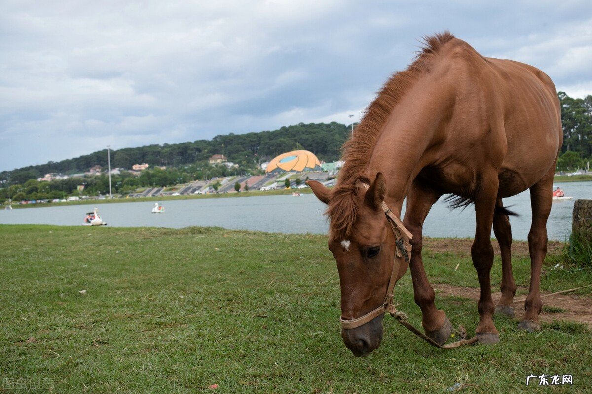 十二生肖会一直贫困还是富有?