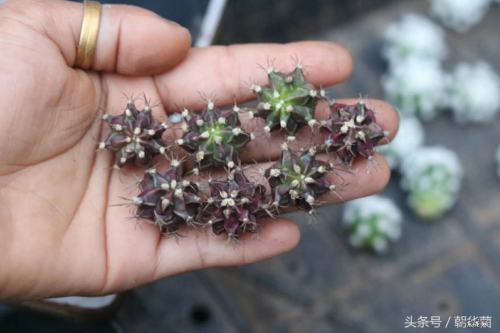 仙人球风水作用有哪些 仙人球在风水上有什么讲究?