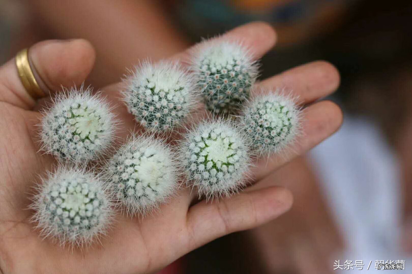 仙人球风水作用有哪些 仙人球在风水上有什么讲究?