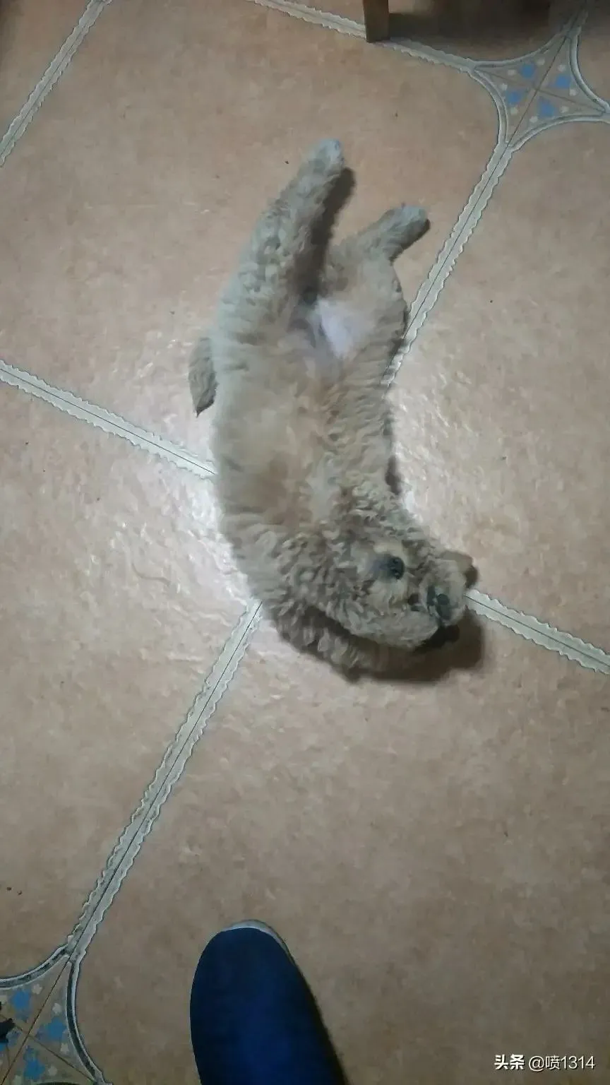 你愿意花1万块钱救自己的宠物狗吗?