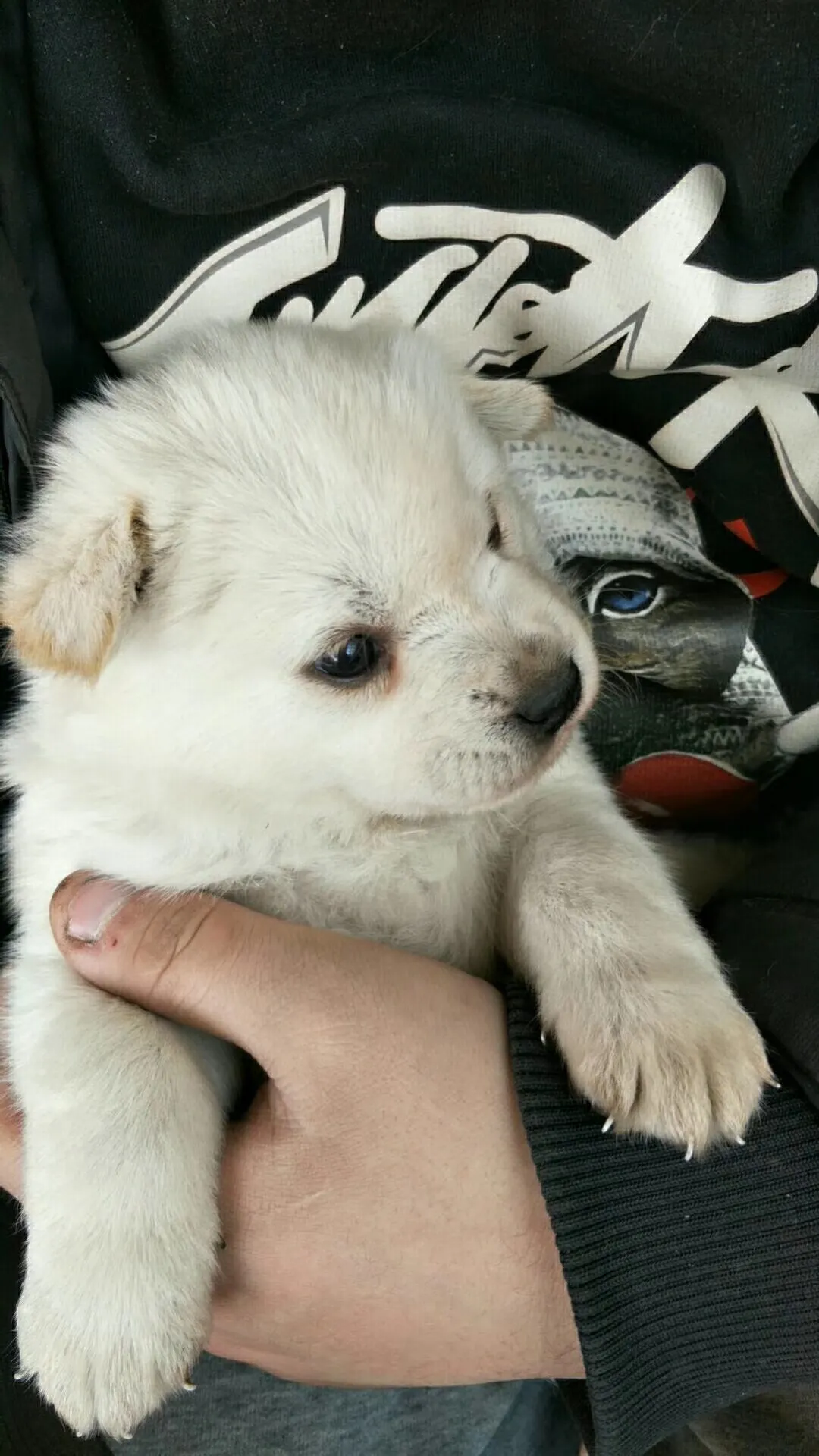 你愿意花1万块钱救自己的宠物狗吗?