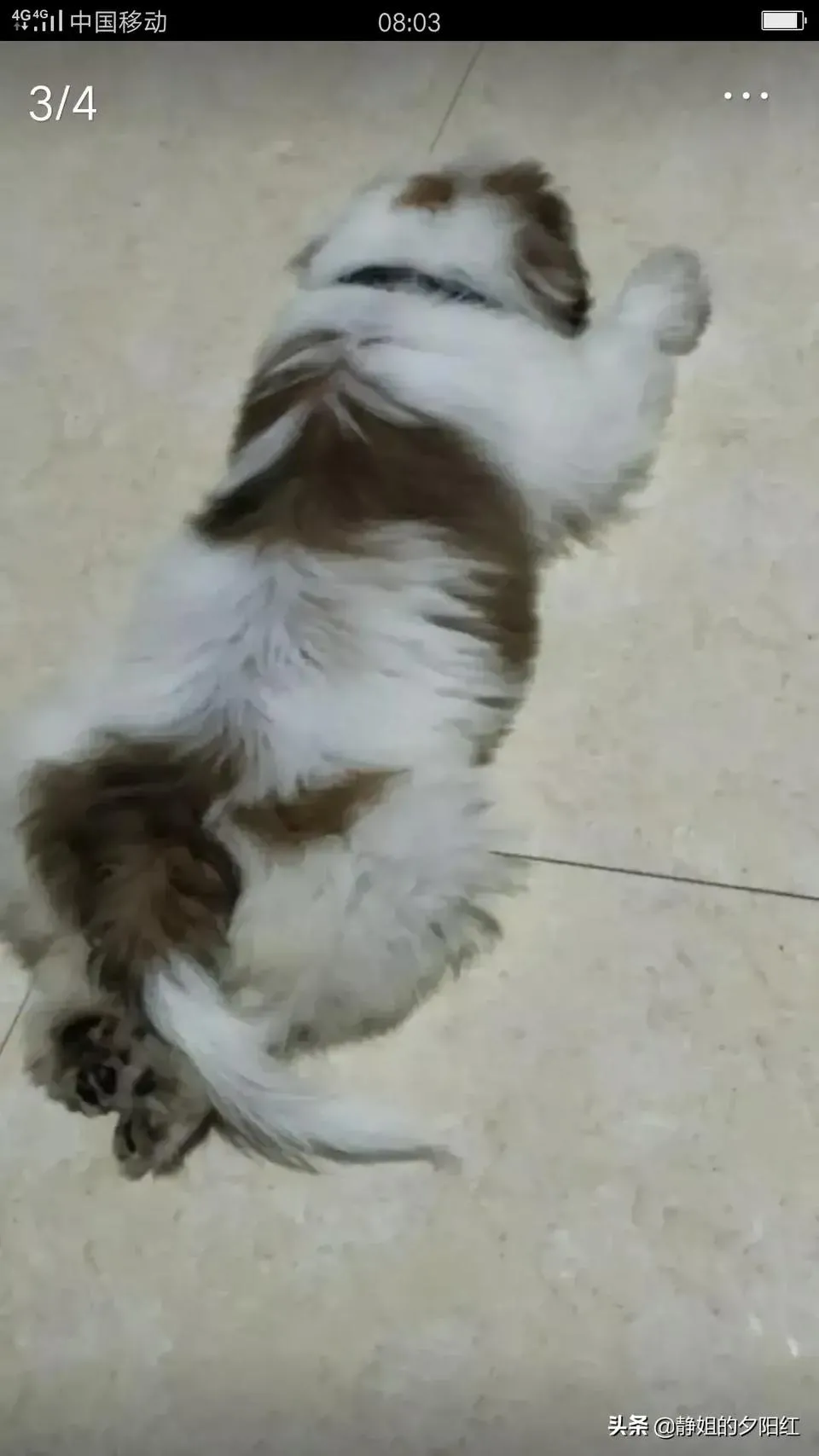 你愿意花1万块钱救自己的宠物狗吗?