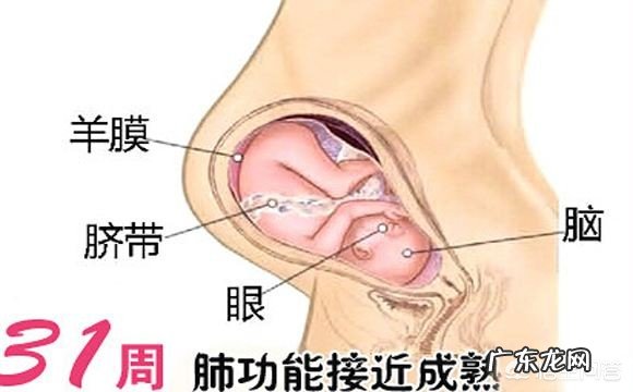 怀孕三十一周,胎儿现在有多重算正常呢?