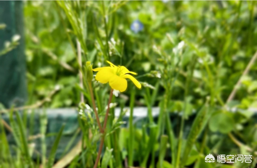 孩子一年级,老师布置手抄报作业,家长应该帮忙吗?