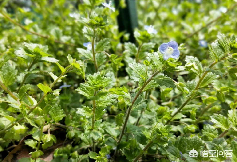 孩子一年级，老师布置手抄报作业，家长应该帮忙吗？