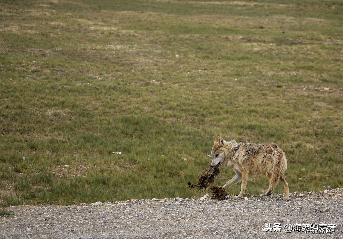 怎么判定在可可西里失踪的女孩自杀?