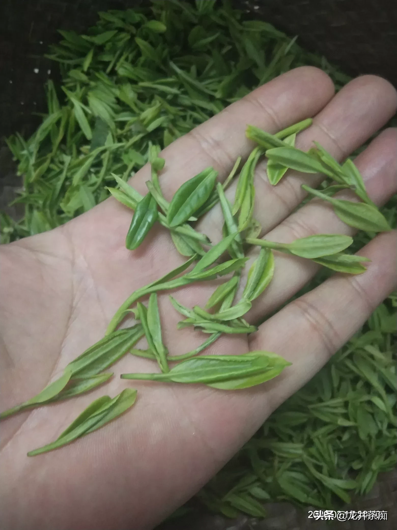 大家买茶选茶的标准是什么呢?