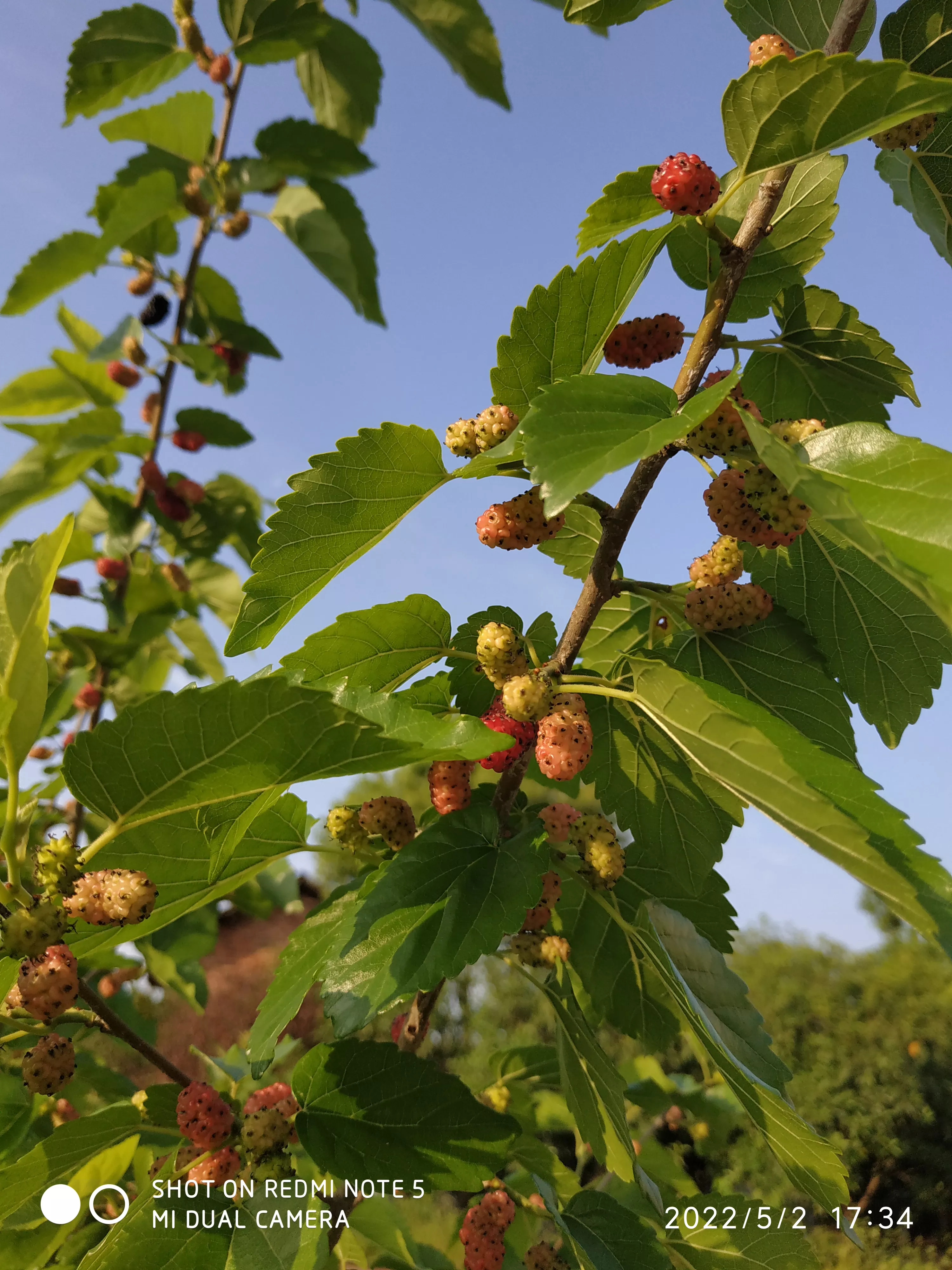 你家乡有什么美景?