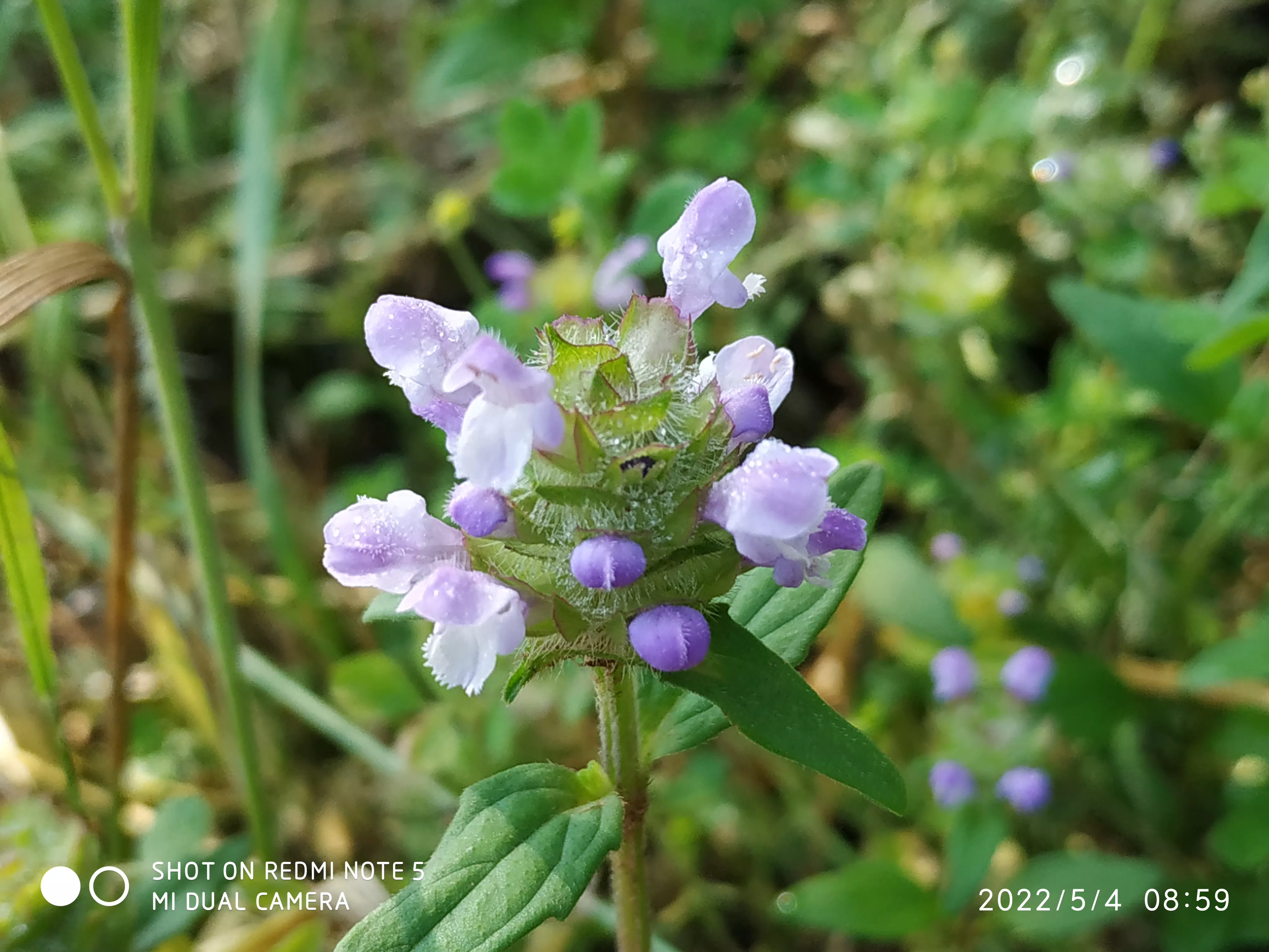 你家乡有什么美景?