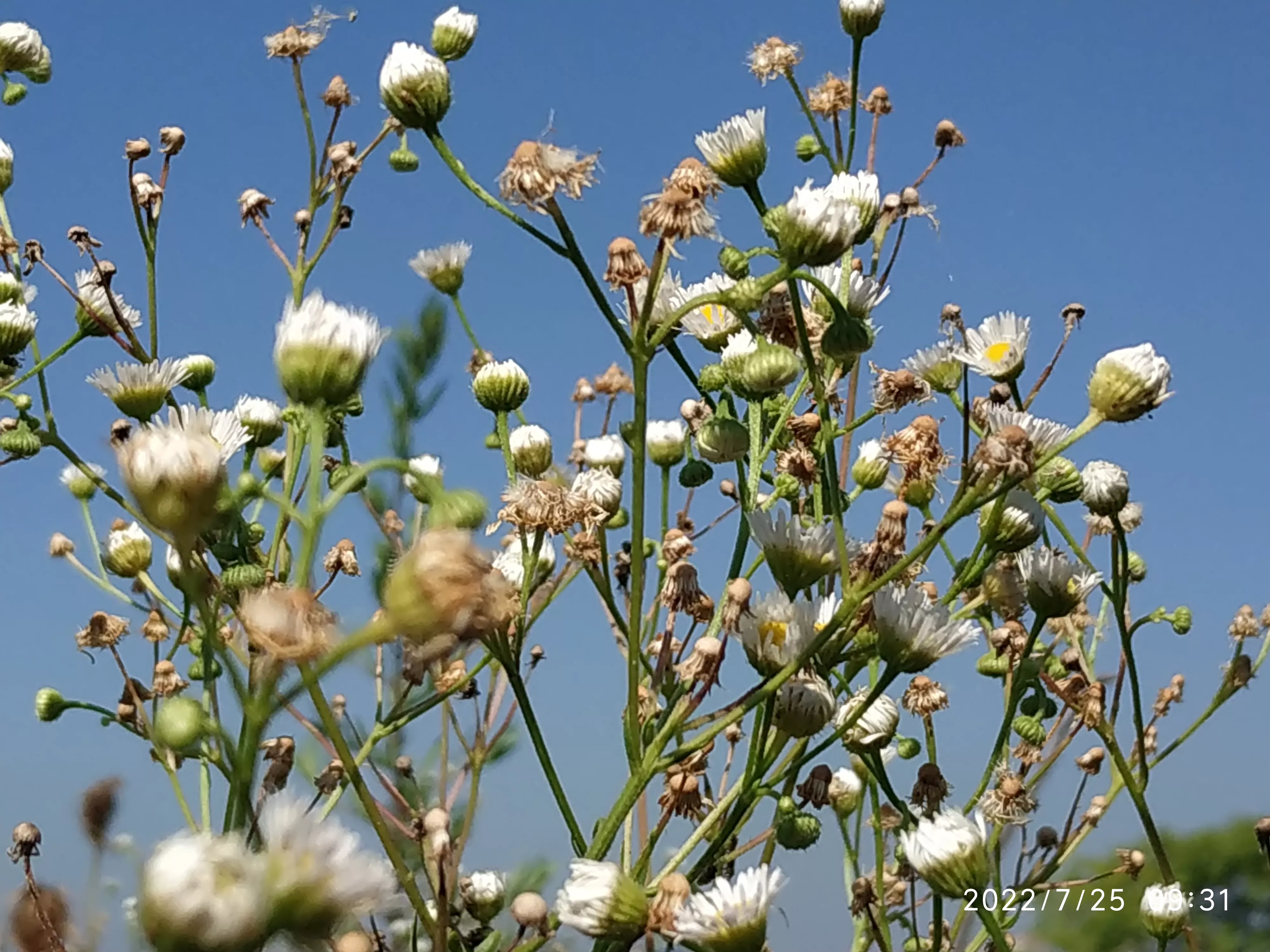 你家乡有什么美景?