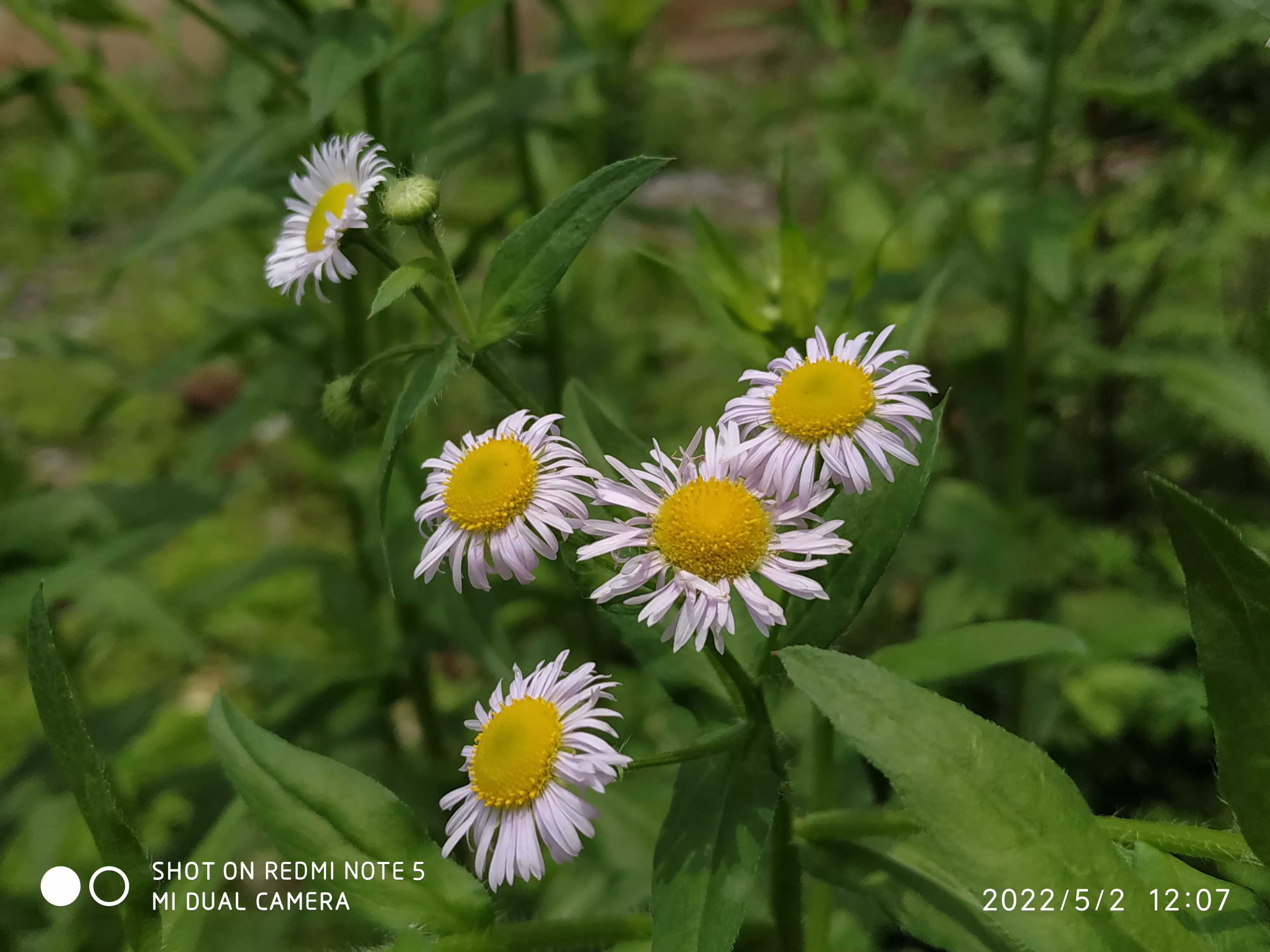你家乡有什么美景?