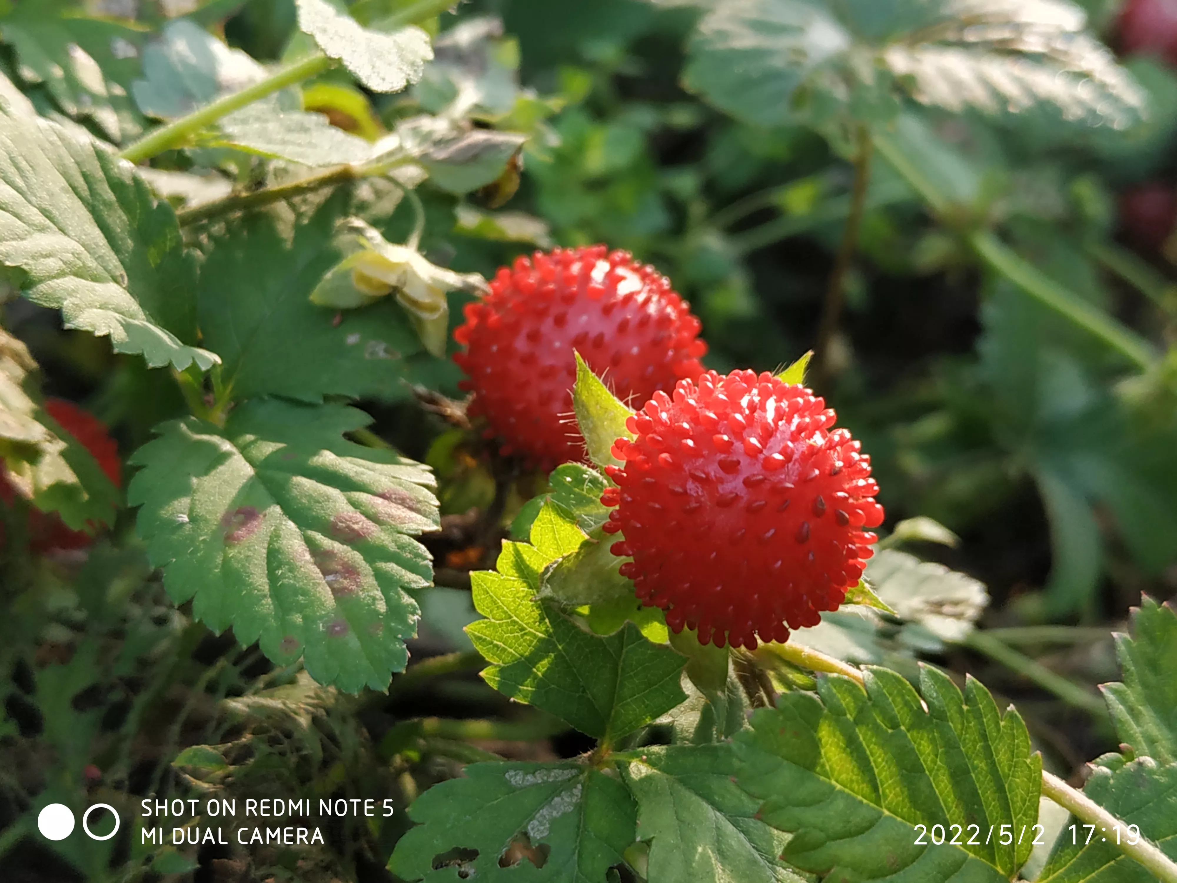 你家乡有什么美景?