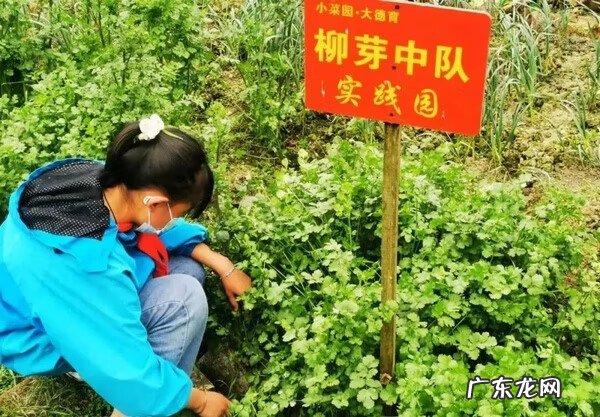 桐梓县灯塔小学水平 桐梓县风水镇中心小学