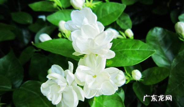 怎样养好茉莉花?