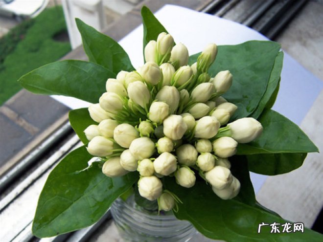怎样养好茉莉花?