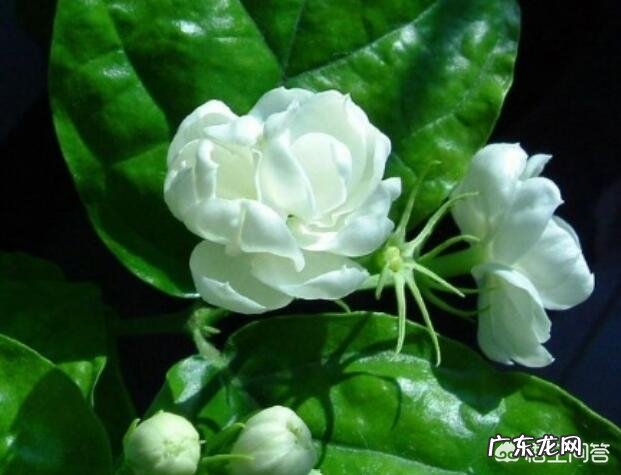 怎样养好茉莉花?