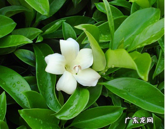 怎样养好茉莉花?