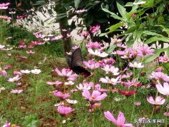 心里特烦怎么办？