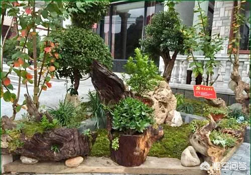 如何打造一个适合北方气候的庭院花园?