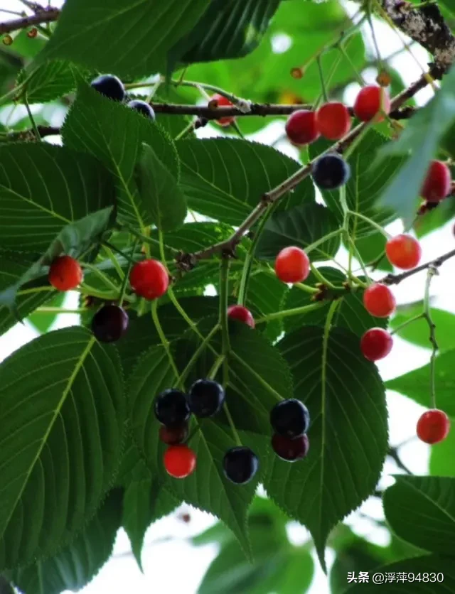 在你的家乡,读起来最搞笑的一句方言是什么?