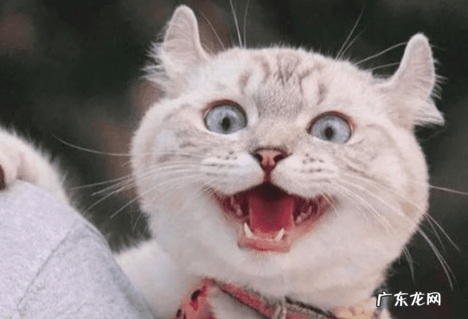 猫在风水上 猫头的风水上的含义