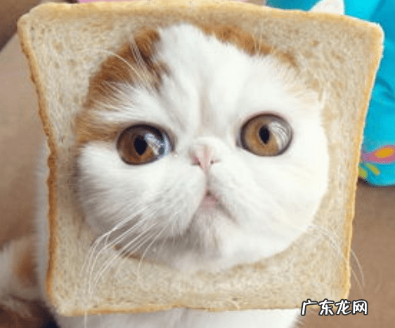 猫在风水上 猫头的风水上的含义