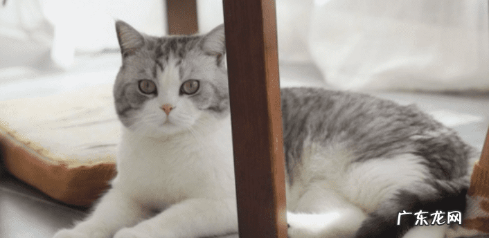 猫在风水上 猫头的风水上的含义