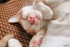 猫在风水上 猫头的风水上的含义