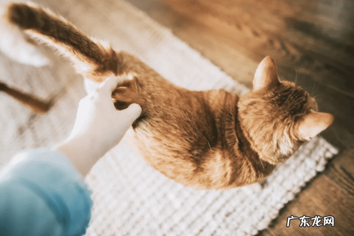 猫在风水上 猫头的风水上的含义