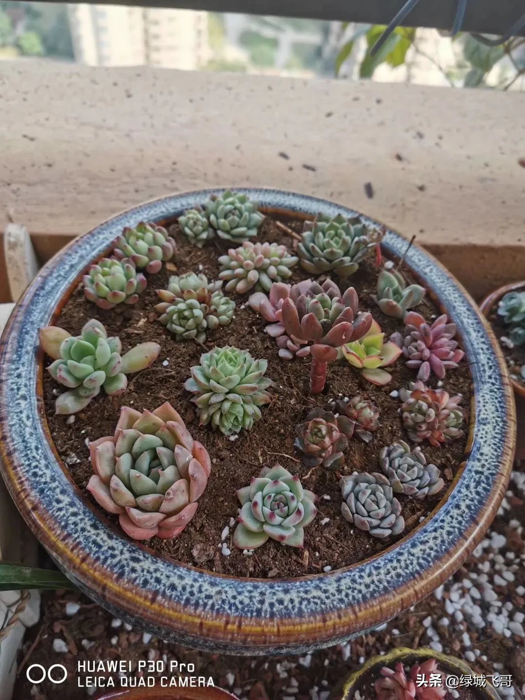 养的肉肉石生花为什么化水了?