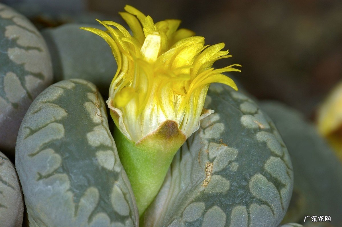 养的肉肉石生花为什么化水了？