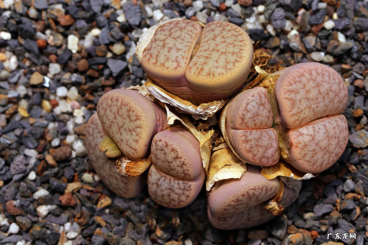 养的肉肉石生花为什么化水了？