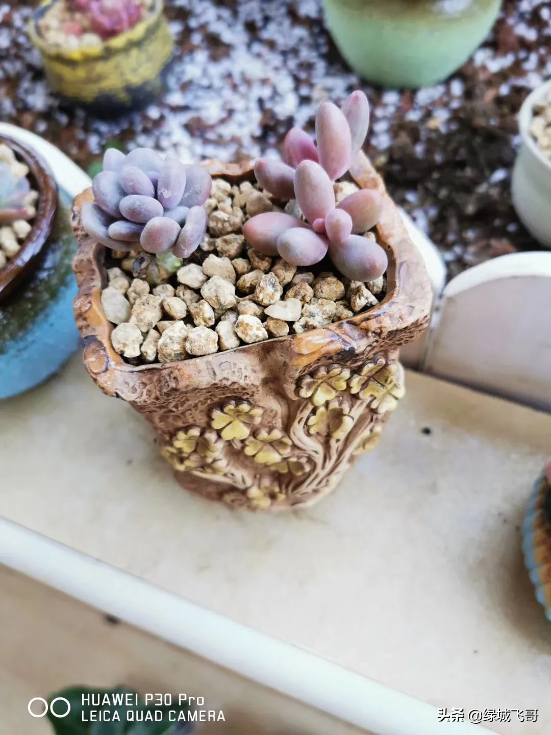 养的肉肉石生花为什么化水了?