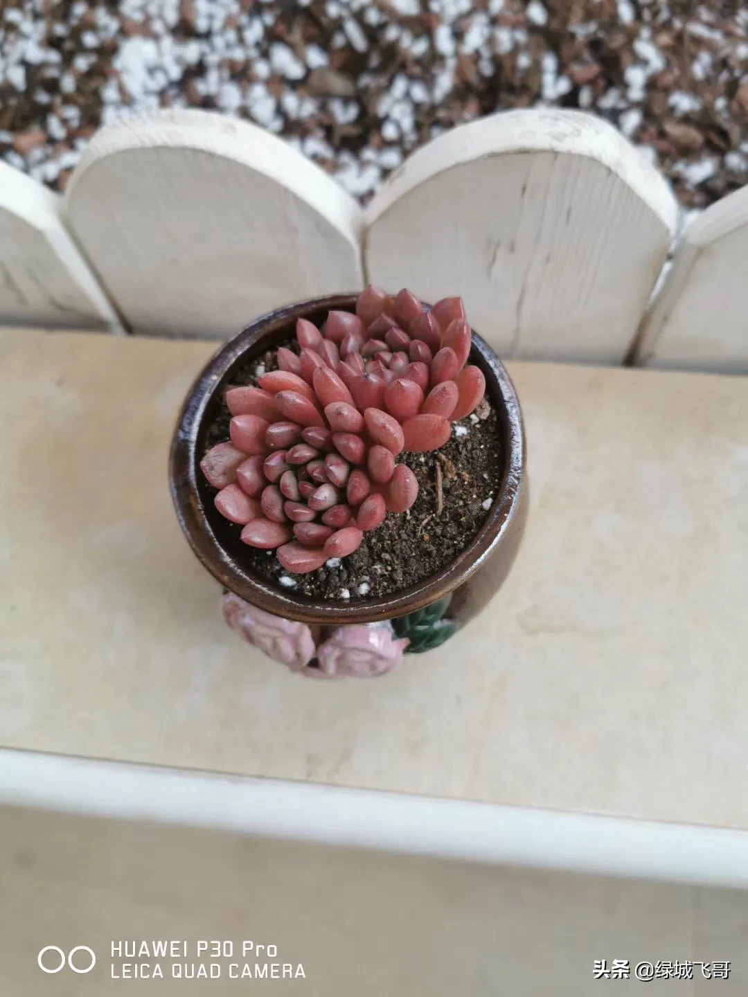 养的肉肉石生花为什么化水了?