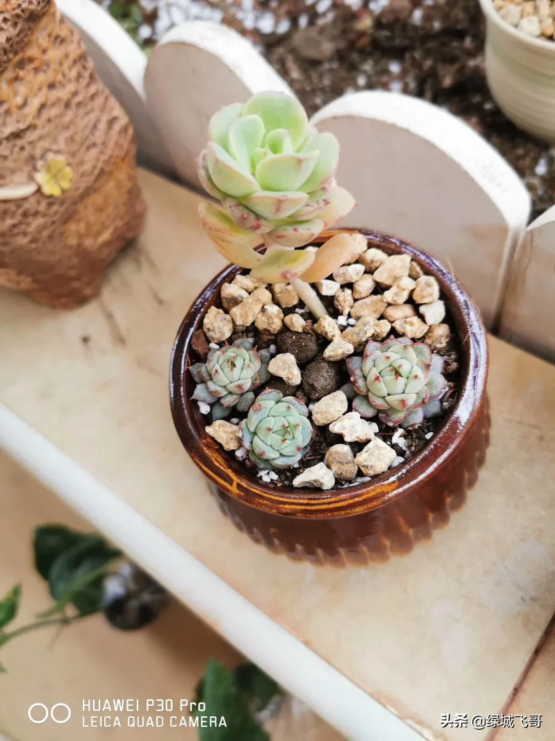 养的肉肉石生花为什么化水了?