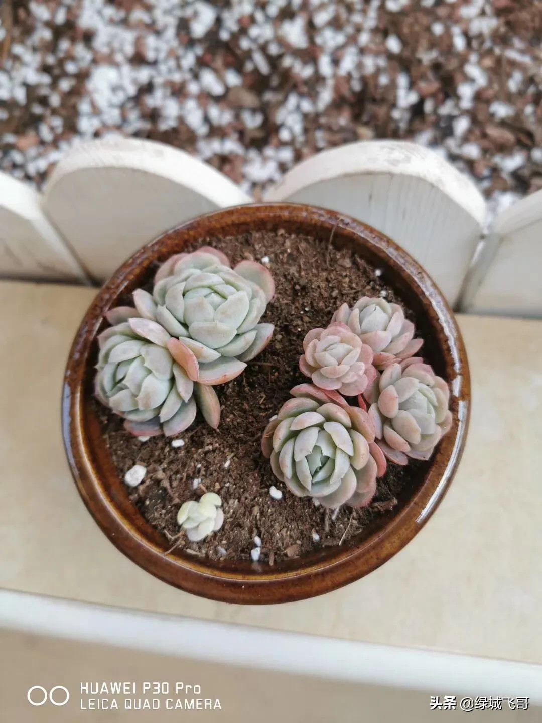 养的肉肉石生花为什么化水了?