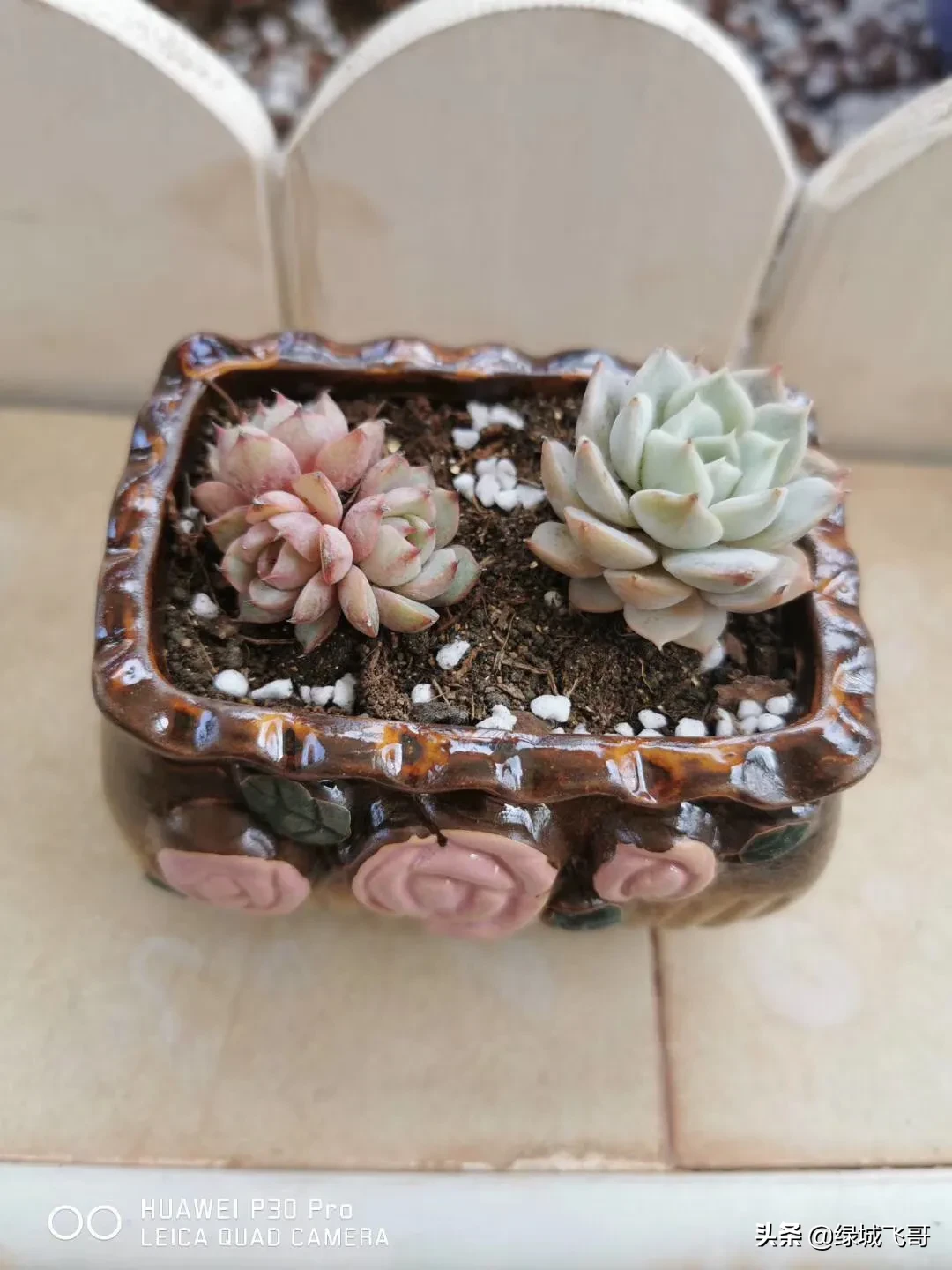 养的肉肉石生花为什么化水了?