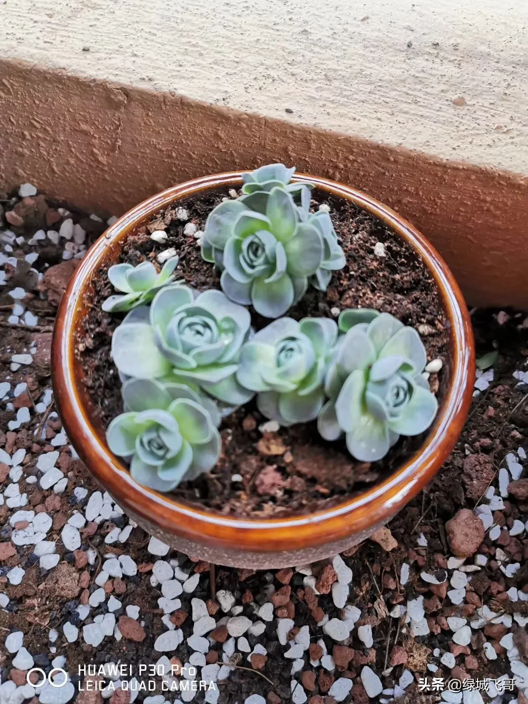 养的肉肉石生花为什么化水了?