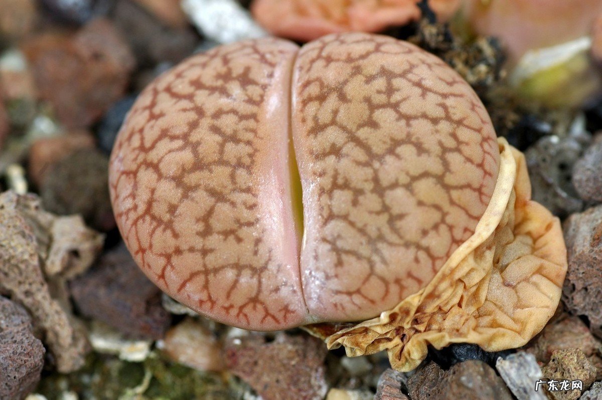 养的肉肉石生花为什么化水了？