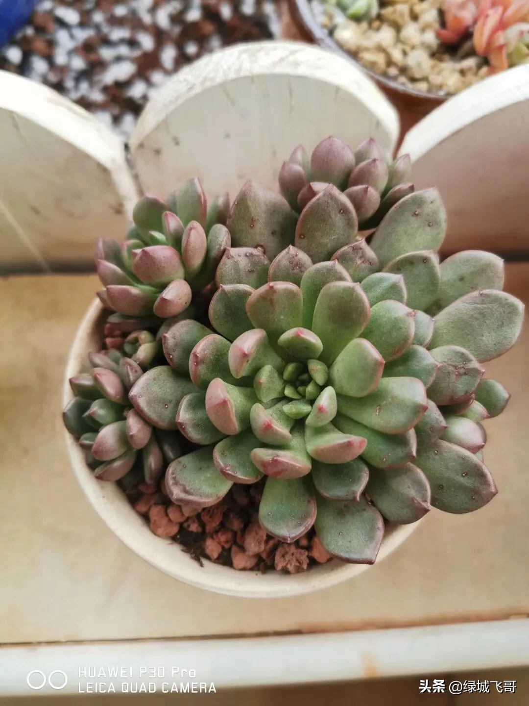 养的肉肉石生花为什么化水了?