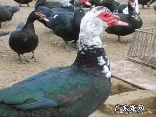 如何致富赚钱怎样才能致富 快速致富项目