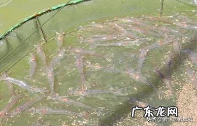 如何致富赚钱怎样才能致富 快速致富项目