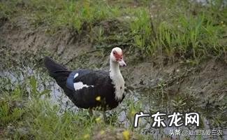 如何致富赚钱怎样才能致富 快速致富项目