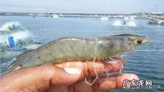 如何致富赚钱怎样才能致富 快速致富项目