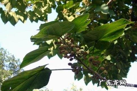 中国梧桐和法国梧桐有什么区别？