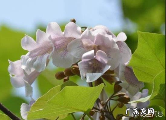 中国梧桐和法国梧桐有什么区别？