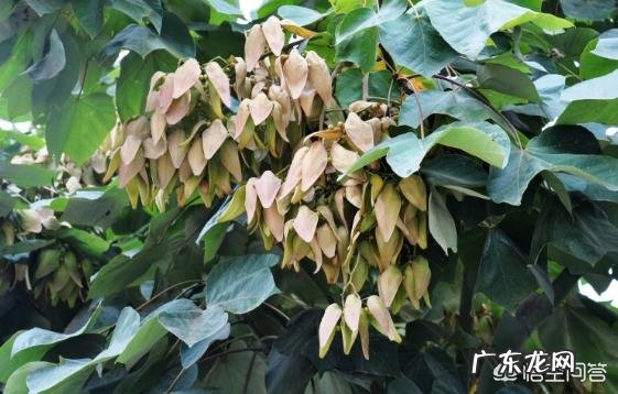 中国梧桐和法国梧桐有什么区别？