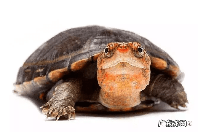 错甲龟为什么不好 什么叫错甲龟