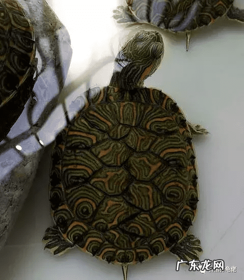 错甲龟为什么不好 什么叫错甲龟